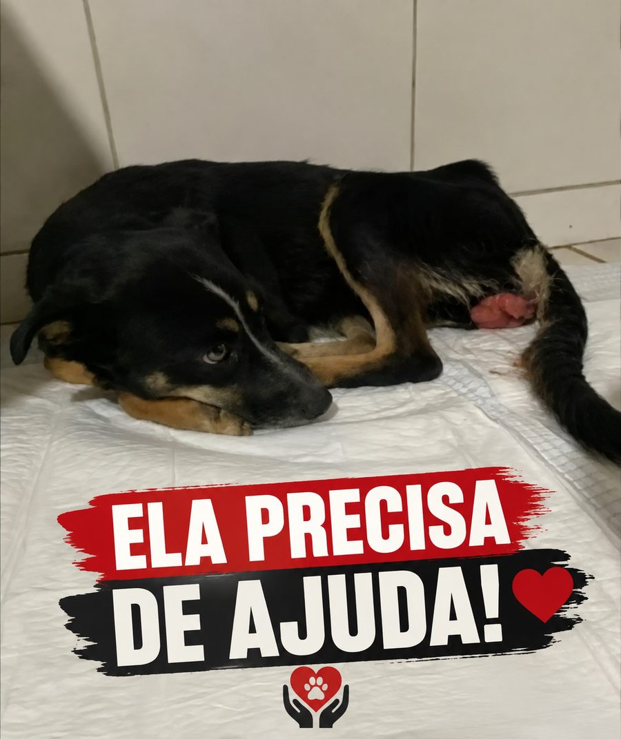 Pretinha deitada durante o atendimento veterinário