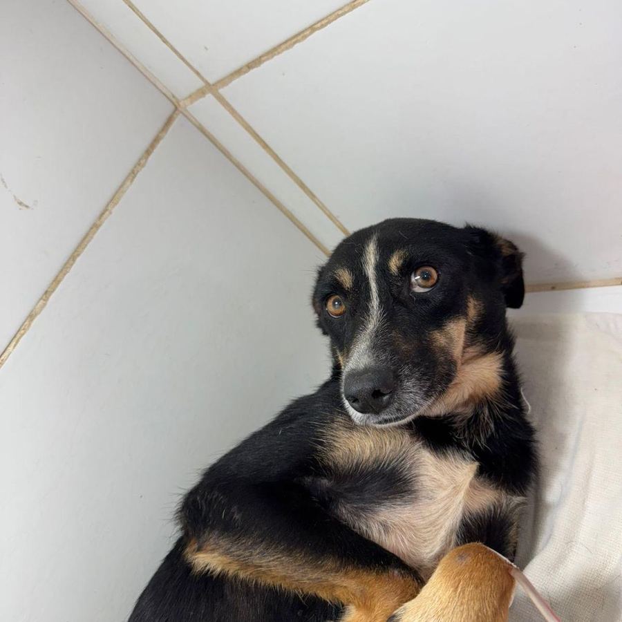 Pretinha em recuperação e recebendo cuidados